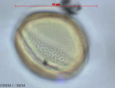ISEM 1/Aphelandra_sp_29022/Aphelandra_sp_29022_0001(copy)_thumb.jpg